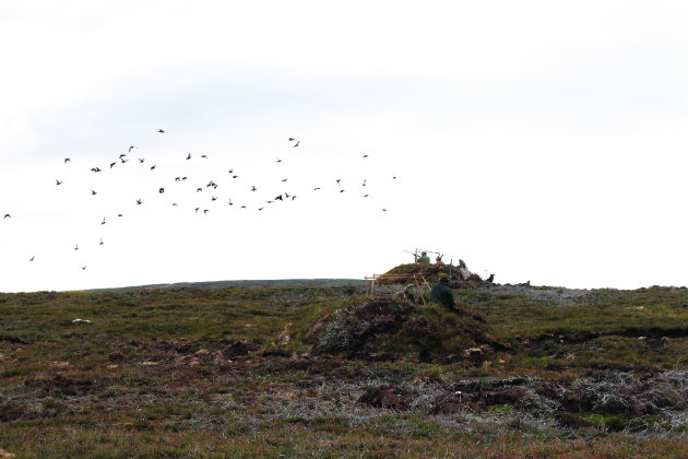 grouse shooting 
