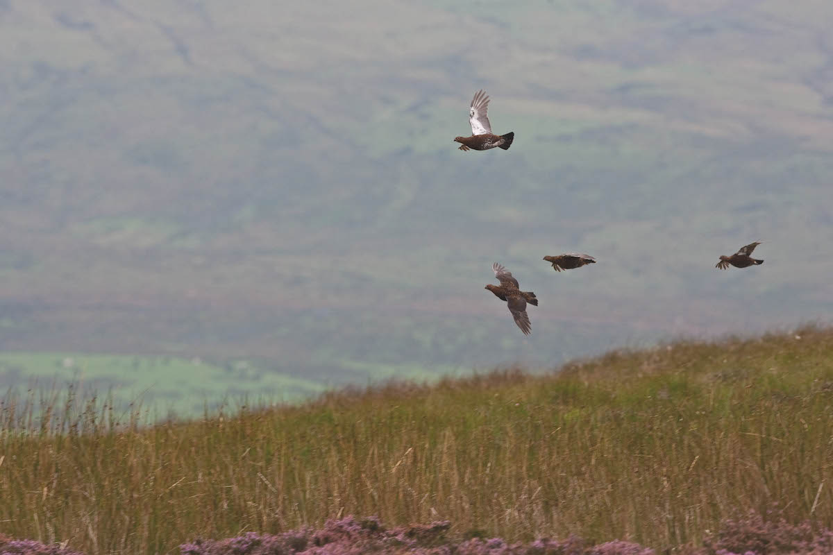 grouse 