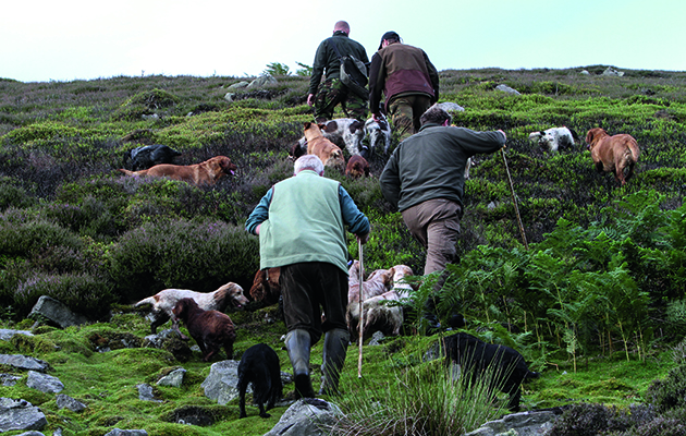 Grouse counts