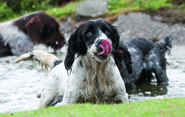 Grouse counts