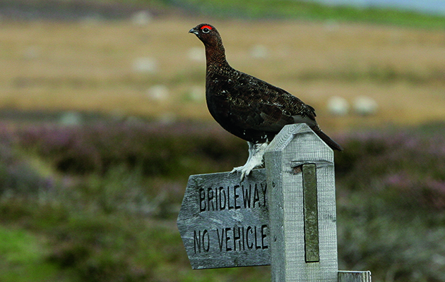 Grouse counts