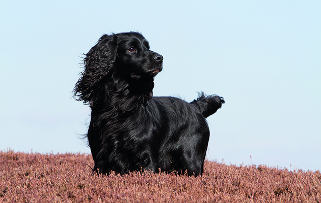 Grouse counts