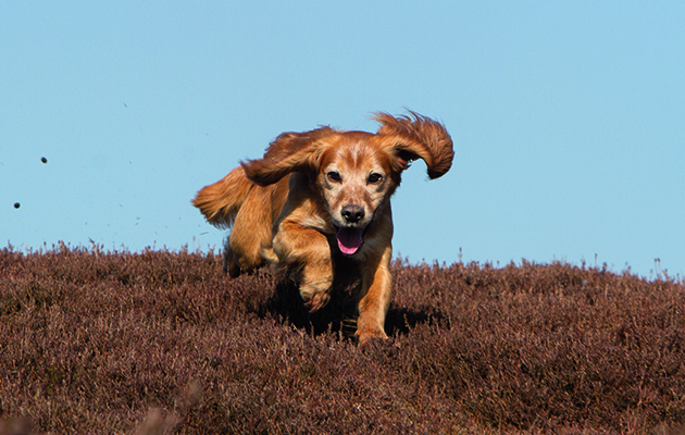 Grouse counts with cocker and springer spaniels