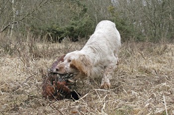 How should I train my gundog protégé?