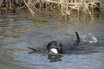 How can I encourage my gundog to retrieve from water?
