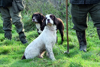 Will my gundog ever react well to shot?