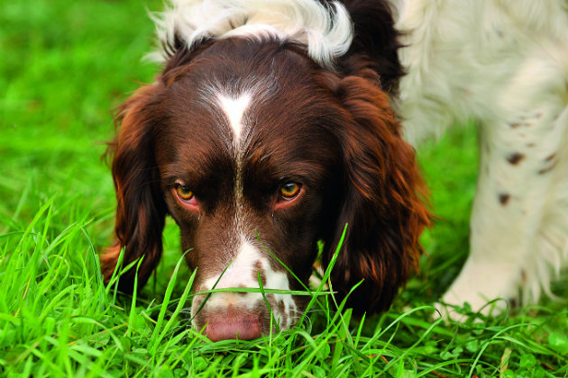 Gundog scent 