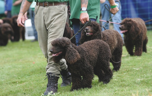 Five Things You Mustn&#8217;t Miss At the CLA Game Fair
