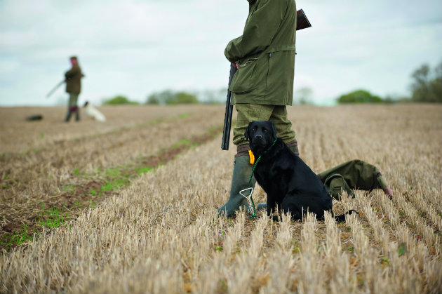 I want my dog to have his day as a picker-up