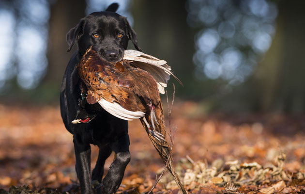 Memory work in gundog training
