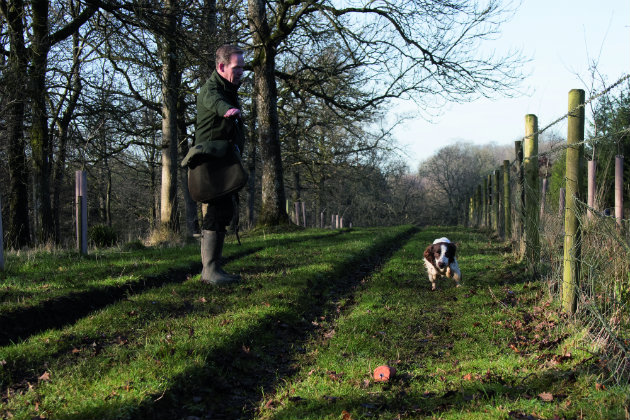 Springer retrieving dummy 