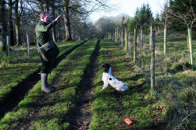 gundog training