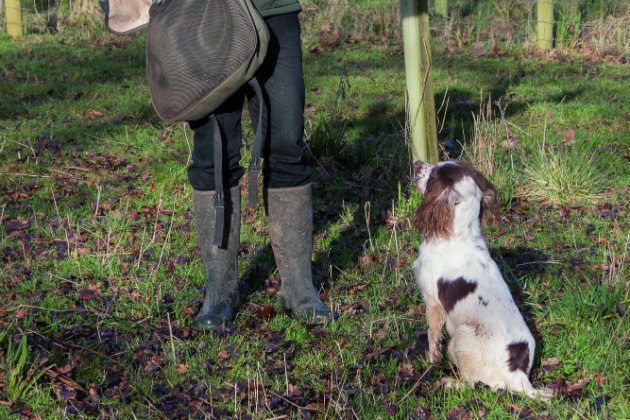 gundog training 