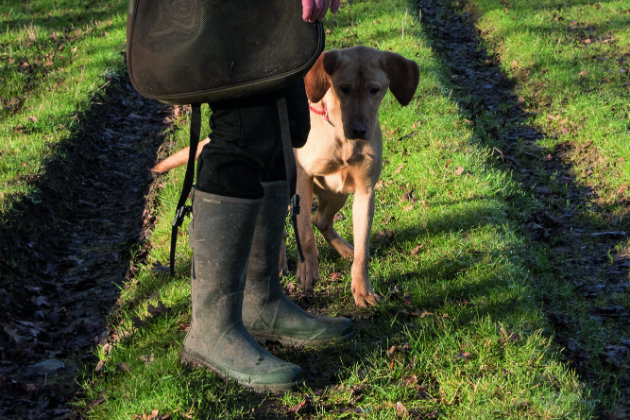 Gundog training