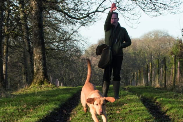 Gundog training