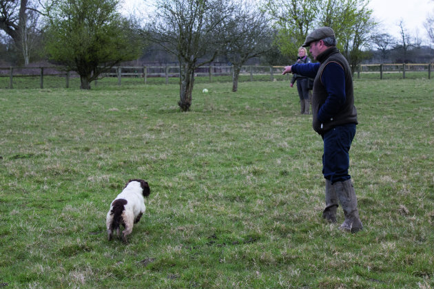 gundog training 