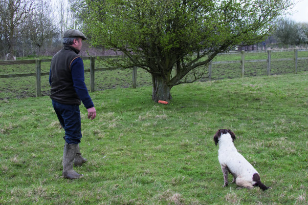 gundog training 