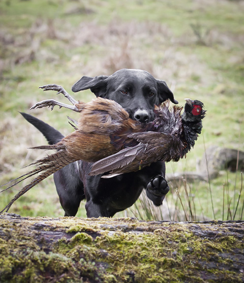 Gundog training: How to deal with hot-headed dogs