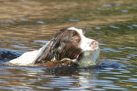 Gundog training in the spring and summer
