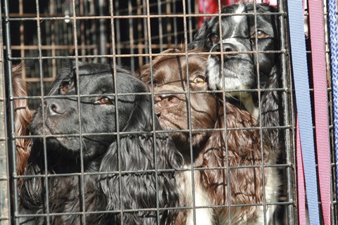 What is the best kind of gundog transport?