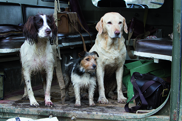 Gundog anxiety