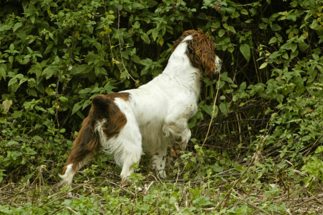 Training your gundog to enter cover