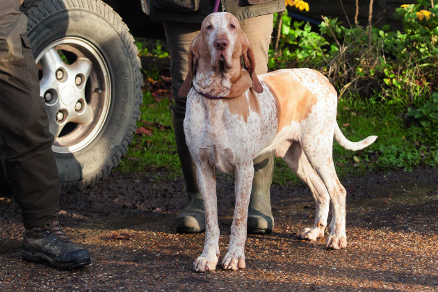 Handler with Bracco Italiano