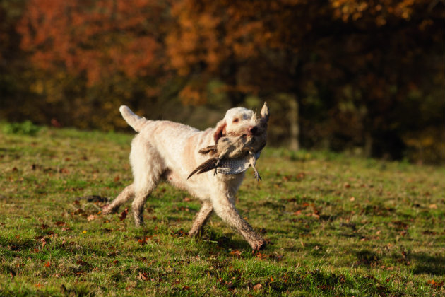 The spinone Italiano 