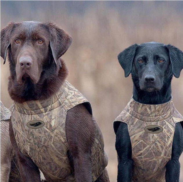 10 gundog Instagrams to enjoy