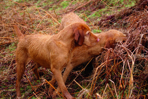 gundogs roughshooting
