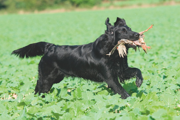 Flat coated retriever 