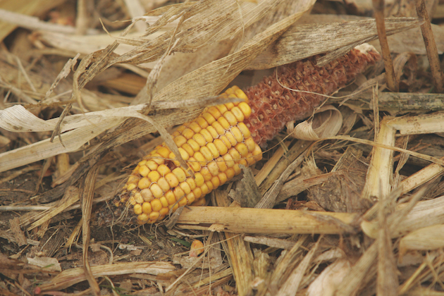 maize 