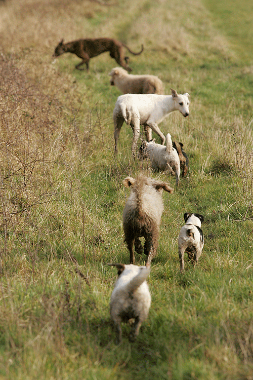 Hunting rabbits with dogs on the Downs