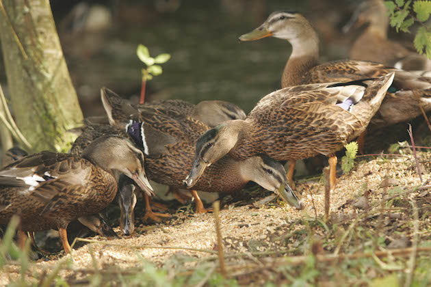 young mallard duck