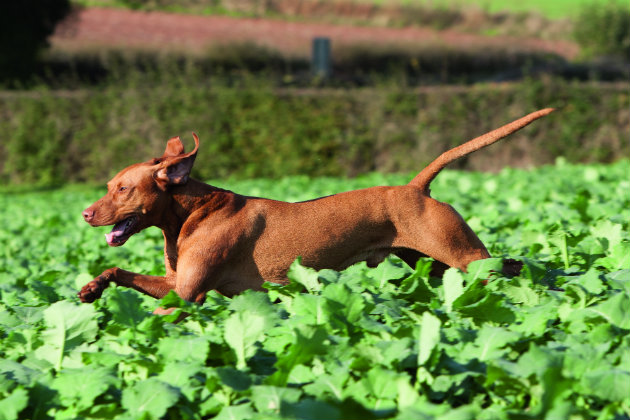 HPR gundog 