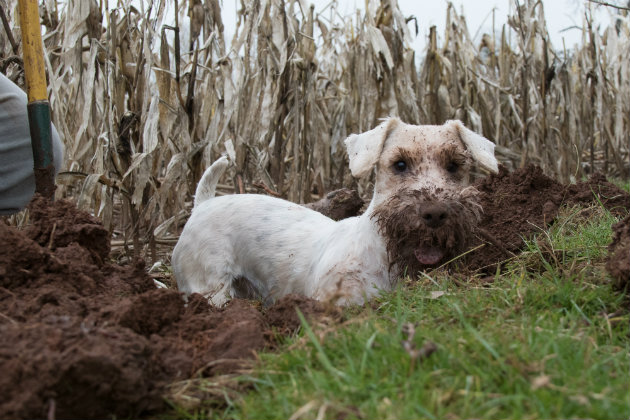 Sealyham terrier