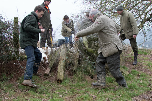 Ratting with terriers 