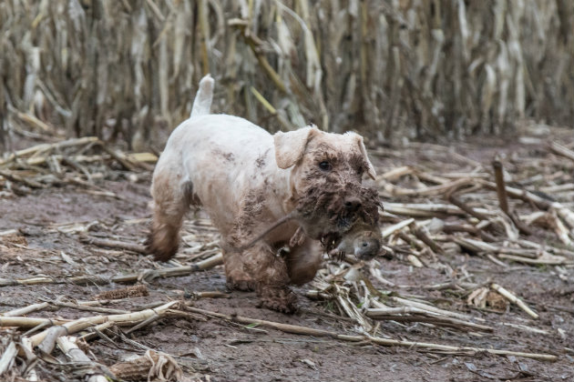 Sealyham terrier with rat