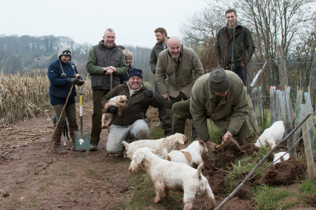Ratting with terriers