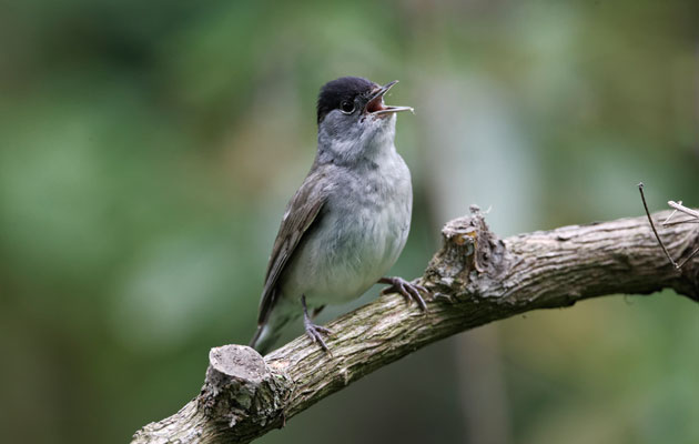 How much wildlife have we got?