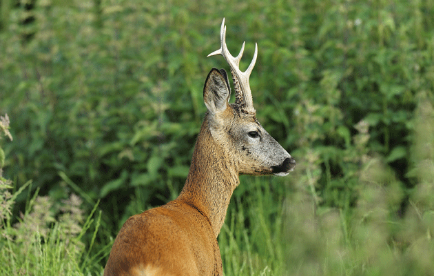 Scottish Roe Review 2014
