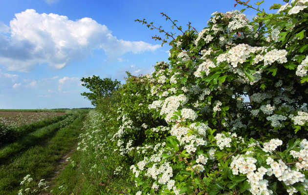 Havens in our hedges