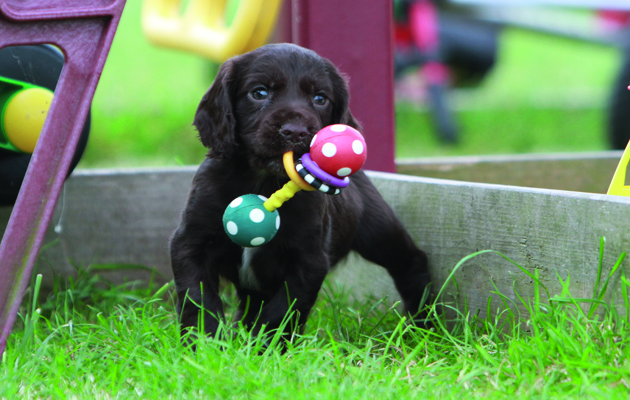 bringing home a new puppy