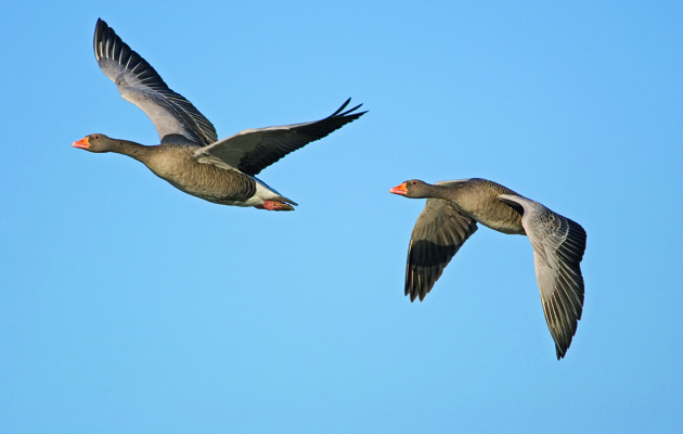 In search of Orkney greylag