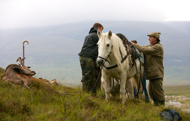 Highland stalking vs lowland stalking