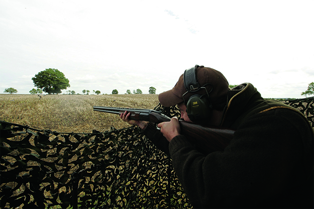 Pigeon shooting over beans