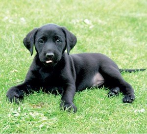 Kennel Club figures show gundogs remain top dogs