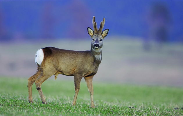 Roebucks: is April too early to cull?