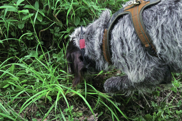Scent hound 