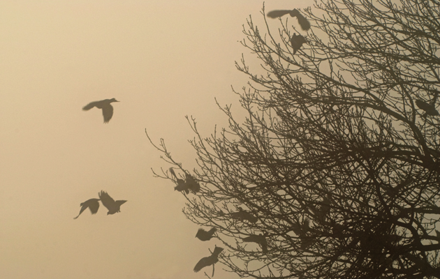 Pigeon shooting in the fog
